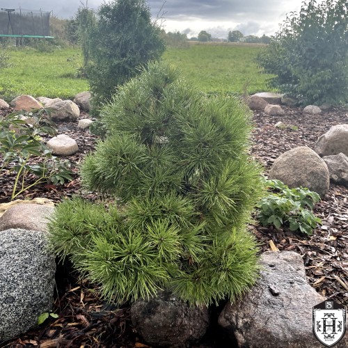 Pinus sylvestris 'Viridis Compacta' - Harilik mänd 'Viridis Compacta' C7,5/7,5L